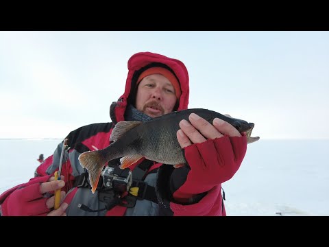 Видео: Ловля пассивного окуня на балансир.Зимняя рыбалка на водохранилище.