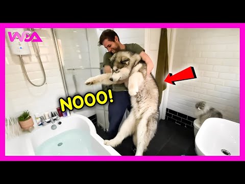 Видео: 🐶 Большие собаки, которые полностью теряют контроль во время купания 🛁😂 | Смешное видео с собаками