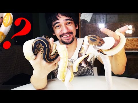 Видео: ЗМЕИ ДЛЯ НАЧИНАЮЩИХ. Хотите питона? Берите королевского питона!