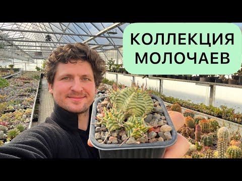 Видео: МОЛОЧАИ (EUPHORBIA) // КАКТУСЫ ЦВЕТУТ И ГОТОВЯТСЯ К ЗИМОВКЕ