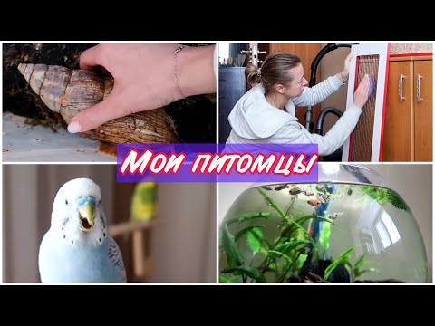 Видео: ОБЗОР НА ВСЕХ МОИХ ЖИВОТНЫХ