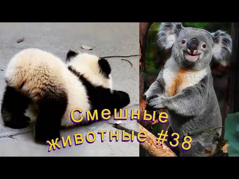 Видео: Смешные ЕНОТЫ, ПАНДЫ, СОБАКИ #38 / Ржачные животные 2022.