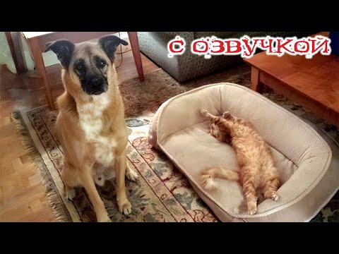 Видео: Приколы с котами! С ОЗВУЧКОЙ! СМЕШНЫЕ КОТЫ! Самые смешные животные! 2025!