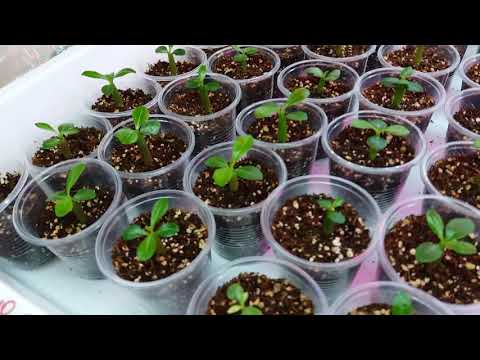 Видео: Адениумы.  Посев в октябре.