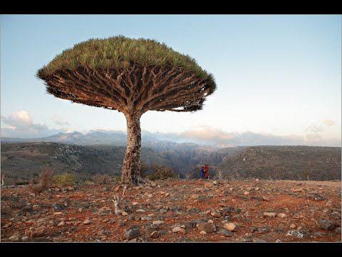 Видео: "МИРОВОЕ ДРЕВО В КУЛЬТУРЕ" (лекция #27)