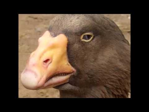 Видео: ПОДБОРКА С ТОП СТРИМА G-SPOTT DREAD NEXUS И CO