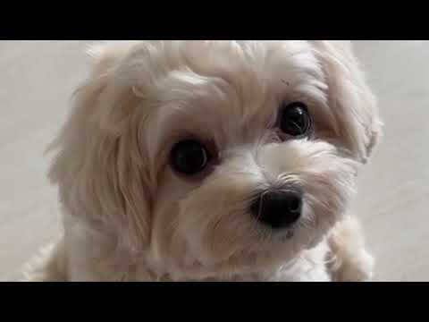 Видео: мультипу — маленькое чудо с большим сердцем