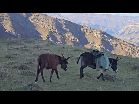 Видео: Гамсутль 
