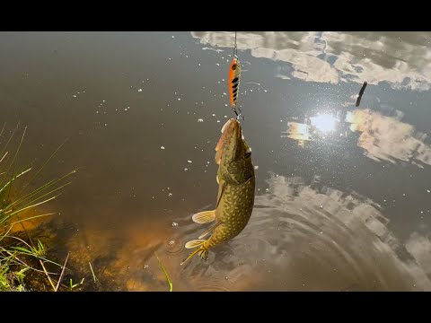 Видео: ЛУЧШАЯ БЛЕСНА НА ЩУКУ. ОТ KUUSAMO И PONTOON 21.