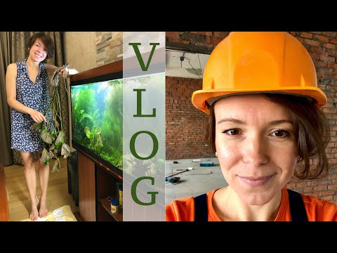 Видео: Аквариумная студия Маши Блюм | Vlog Masha Bloom | Простой запуск аквариума | Коряга для аквариума