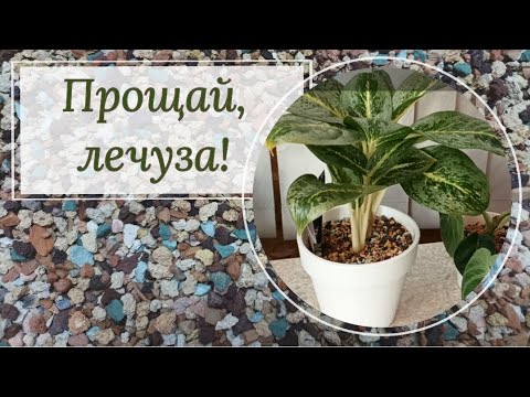 Видео: Прощай, лечуза! 👋👋👋