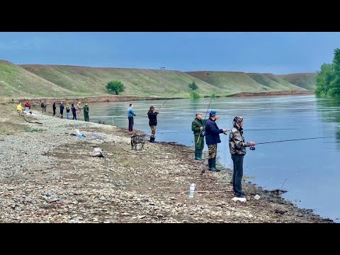 Видео: ВСЯ РЫБА ЗАШЛА НА НЕРЕСТ! МУЖИКИ ЗАНЯЛИ ВЕСЬ БЕРЕГ