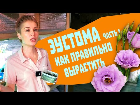 Видео: Эустома - как вырастить из семян