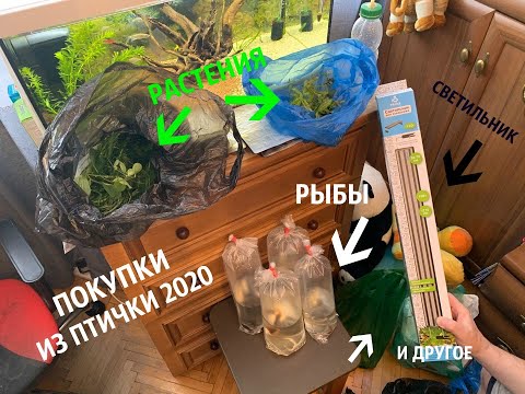 Видео: ПОКУПКИ ИЗ ПТИЧЬЕГО РЫНКА САДОВОДА МОСКВА (ВЕСНА 2020) l РЫБКИ, РАСТЕНИЯ, КОРМ И ДРУГОЕ