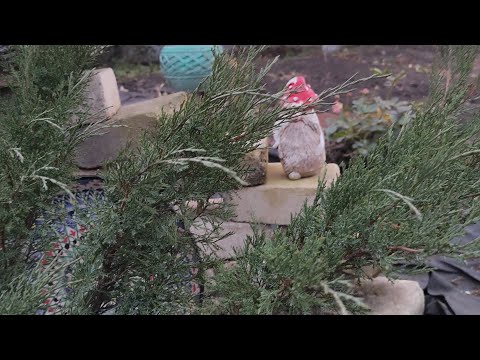 Видео: Башкортостан. #стерлитамак Болталочка в огороде 8 октября. Открытие сезона 2026,посадка чеснока. 