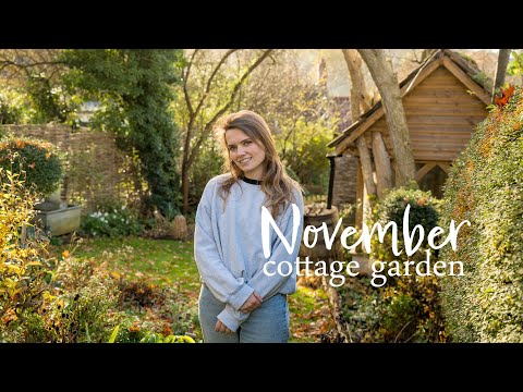 Видео: Мой ноябрьский дачный сад | Осеннее сияние, посадка луковичных и медленные размышления