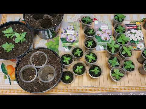 Видео: Эустома из семян на ПМЖ! Перевалка в горшки разного объема