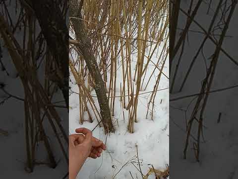 Видео: Как правильно ставить петли на фазана , надёжный способ !!!