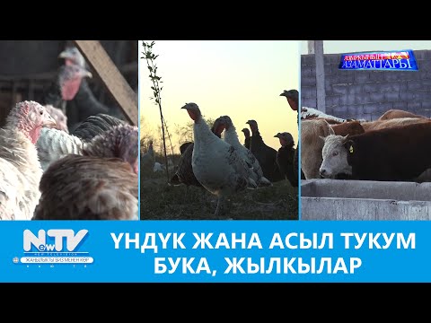 Видео: NewTV// ҮНДҮК ЖАНА АСЫЛ ТУКУМ  БУКА, ЖЫЛКЫЛАР // АЗЫРКЫНЫН АЗАМАТТАРЫ