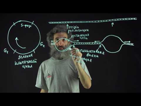 Видео: Цитология. Лекция 55. Репликация ДНК