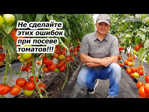 Видео: Сеем томаты на рассаду- пять важных советов для дружных всходов!