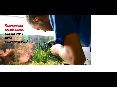 Видео: Тетра конго разведение.  Phenacogrammus interruptus нерест. Искуственное оплодотворение.