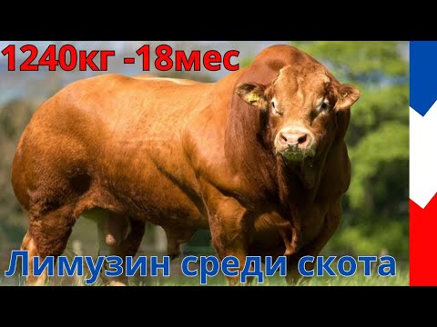 Видео: Рекорд выхода мяса в мире  - Лимузинская порода- не рекомендую