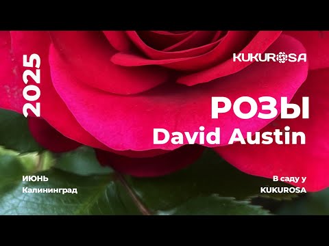 Видео: Самые прекрасные розы Дэвида Остина! Июнь 2025 Калининград