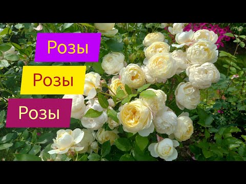 Видео: Розы. 7.07.2025г.Продолжаю снимать.Присоединяйтесь.
