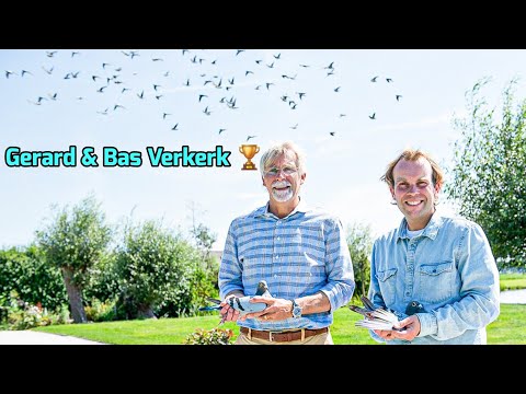 Видео: Гоночные голуби Verkerk: секреты разведения чемпионов! 🕊️✨