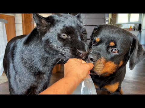 Видео: Пантера Луна и Венза добыли молоко😂 домашние заботы