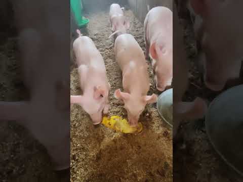 Видео: Едим кабочки в 2 месяца 