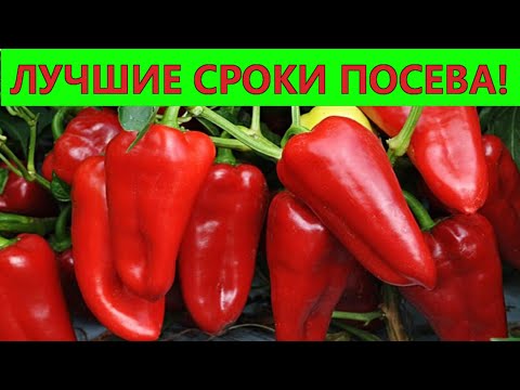 Видео: ЛУЧШИЕ СРОКИ ПОСЕВА ПЕРЦА НА РАССАДУ. Когда сажать сладкий перец.