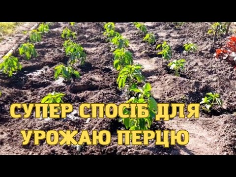 Видео: ПОСАДІТЬ ПЕРЕЦЬ таким СПОСОБОМ, і ВИ будете садити так ЗАВЖДИ🌶