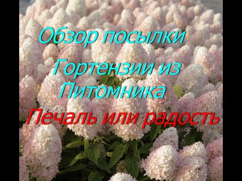 Видео: Гортензии из питомника.Стоит ли покупать.Обзор посылки.