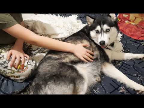Видео: Странное поведение БЕРЕМЕННОЙ  Хаски ПЕРЕД РОДАМИ