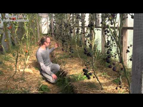 Видео: Органические чёрные Томаты. Урожайность и польза. Томаты Черная Гроздь. От Фролова Ю.А.