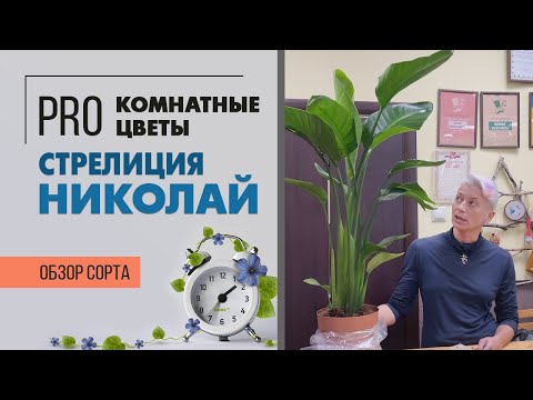 Видео: Стрелиция Николая - прекрасный крупномер для комнатного озеленения | Как ухаживать за стрелицией