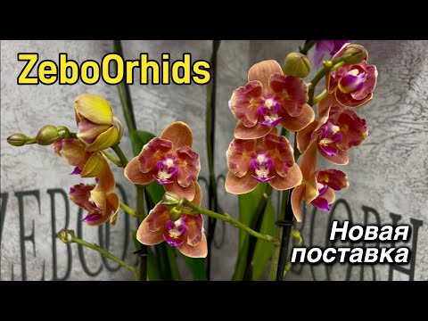 Видео: Ничего нового - САМЫЕ редкие орхидеи в полном роспуске! 🔥🔥🔥