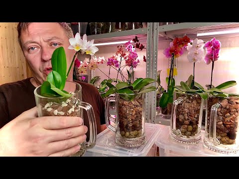 Видео: ОРХИДЕИ в ПИВНЫХ КРУЖКАХ пошли в рост корни орхидей
