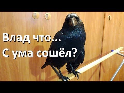 Видео: Влад что... С ума сошёл?