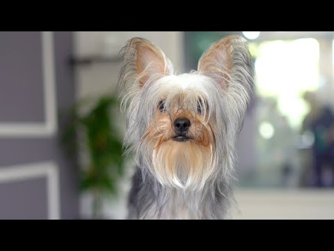 Видео: Я скоро превращусь в прекрасного щенка!!✂️❤️🐶