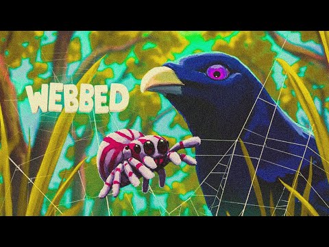 Видео: Паучок и его миссия: помочь муравьям победить птицу :Webbed:
