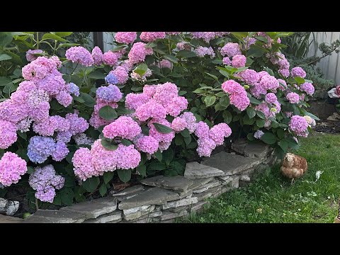 Видео: Как посадить правильно посадить крупнолистную гортензию. Осенью лучше всего планировать посадку