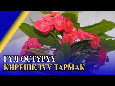 Видео: ГҮЛ ӨСТҮРҮҮ КИРЕШЕЛҮҮ ТАРМАК