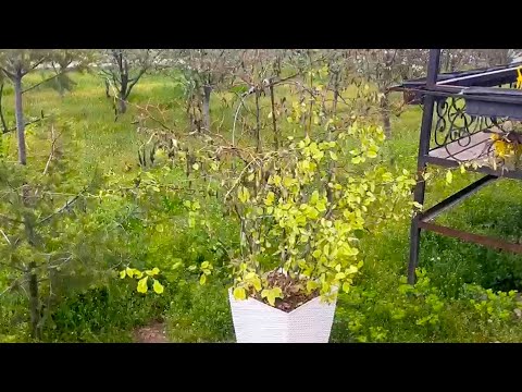 Видео: Бугенвиллея гулини парвариши