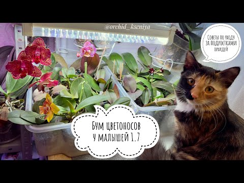 Видео: Бум цветоносов у деток орхидей 1.7 | Советы по уходу за подростами фаленопсисов|Как зацвести орхидею
