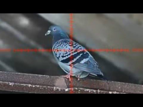 Видео: СТРЕЛЬБА ПО ГОЛУБЯМ - HIK ALPEX - Air Arms S510 Ultimate Sporter