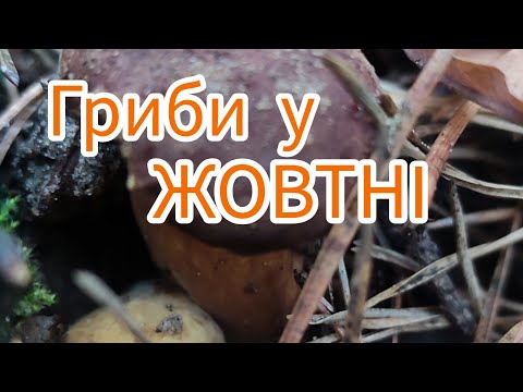 Видео: Гриби в жовтні. Грибний сезон не завершився