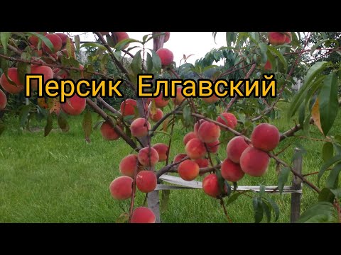 Видео: Персик в Беларуси, Елгавский.